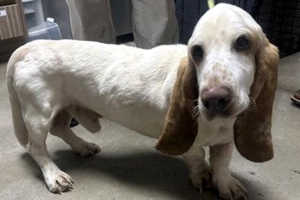 Enlarge SLINKY - ADOPTION PENDING!, a Adoptable Basset Hound in Mays Landing, NJ image 2/2
