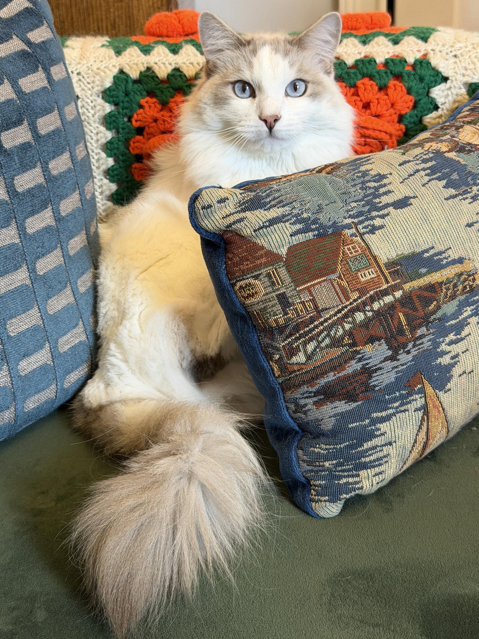 Enlarge Lucy, a Adoptable Ragdoll in Walnut Creek, CA image 2/3