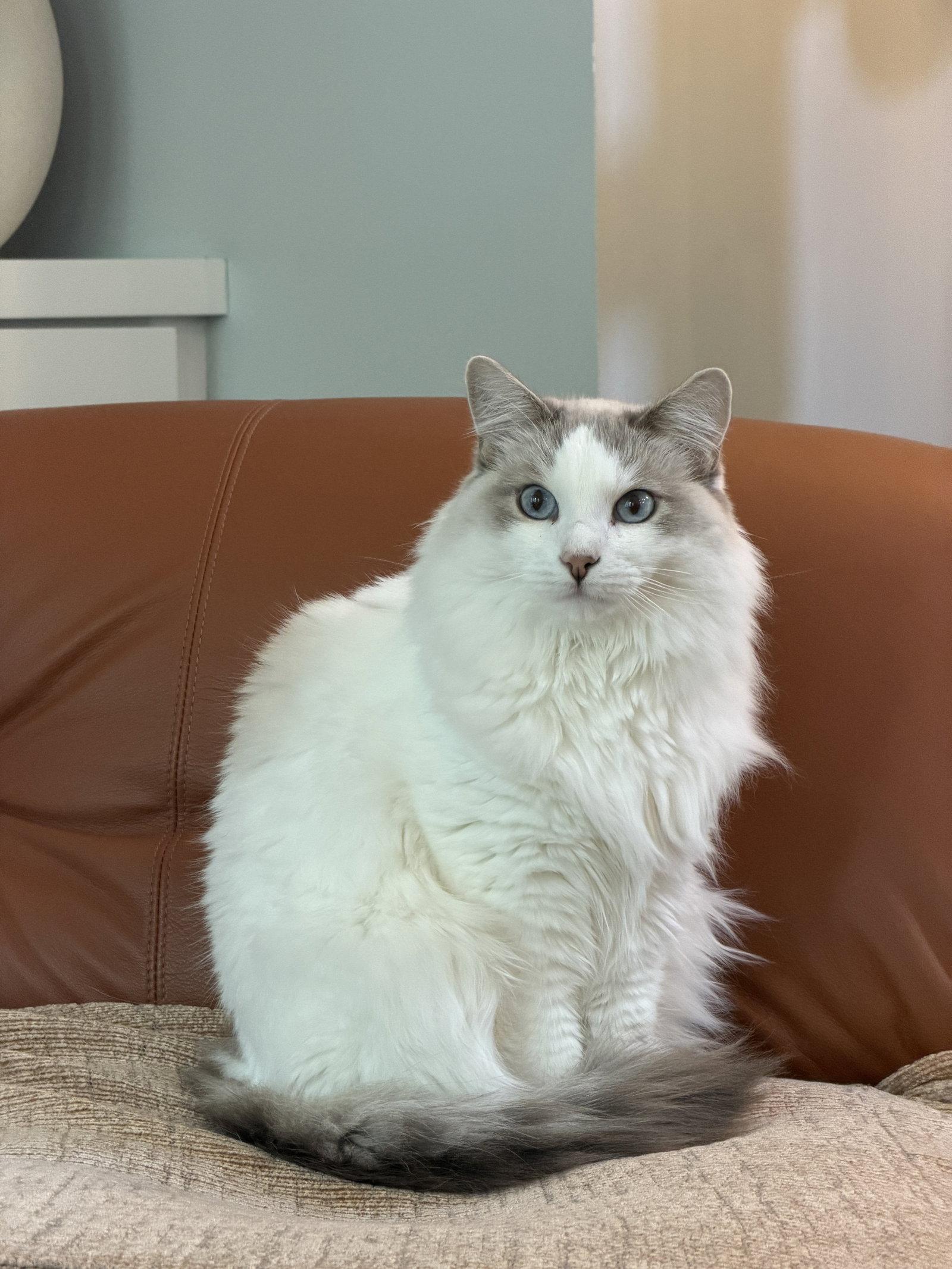 Enlarge Lucy, a Adoptable Ragdoll in Walnut Creek, CA image 1/3