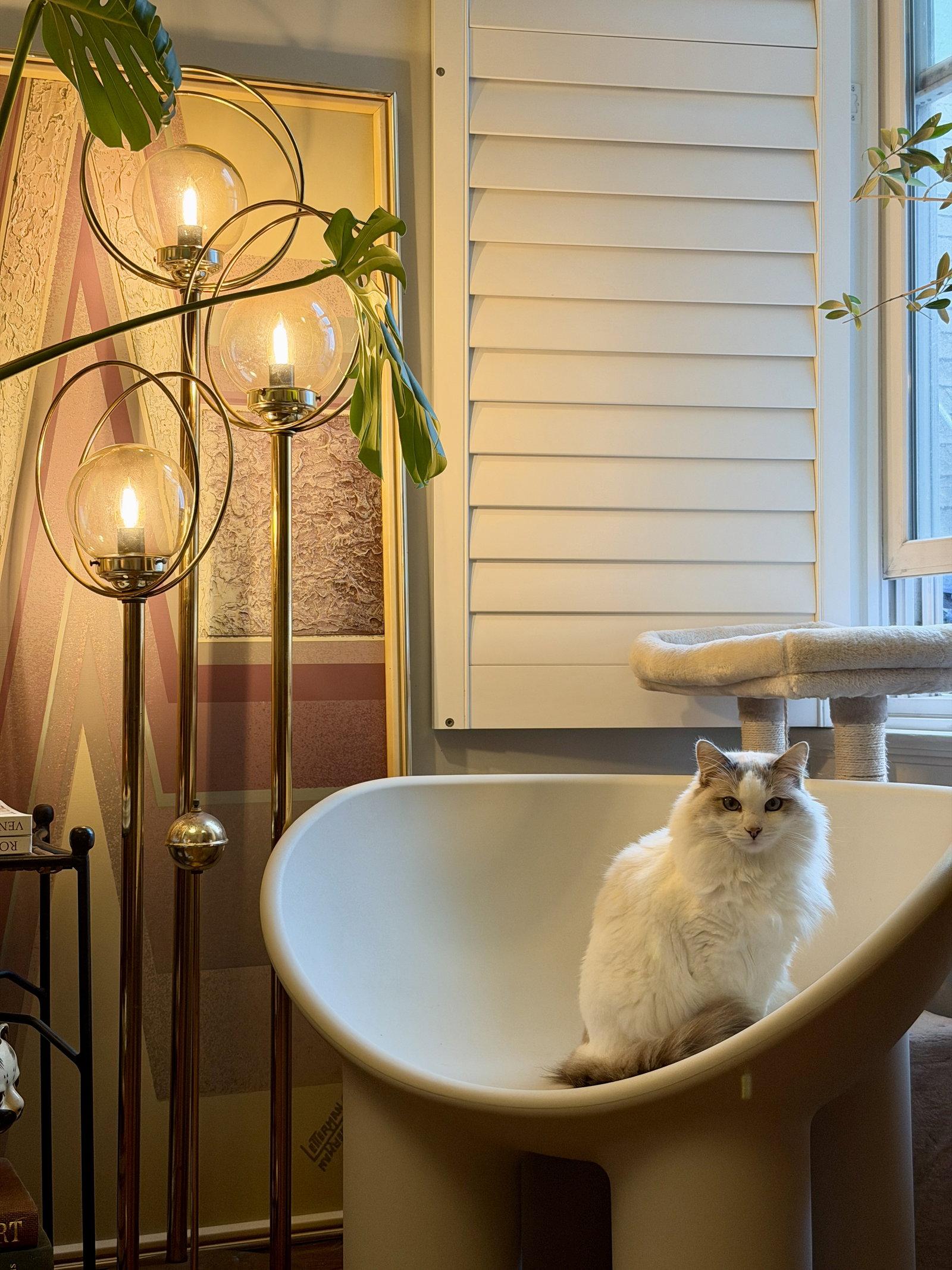 Enlarge Lucy, a Adoptable Ragdoll in Walnut Creek, CA image 3/3