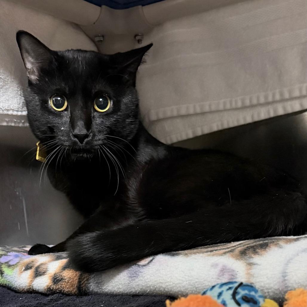 Miso-$99, Adoptable, Young Male Domestic Short Hair.