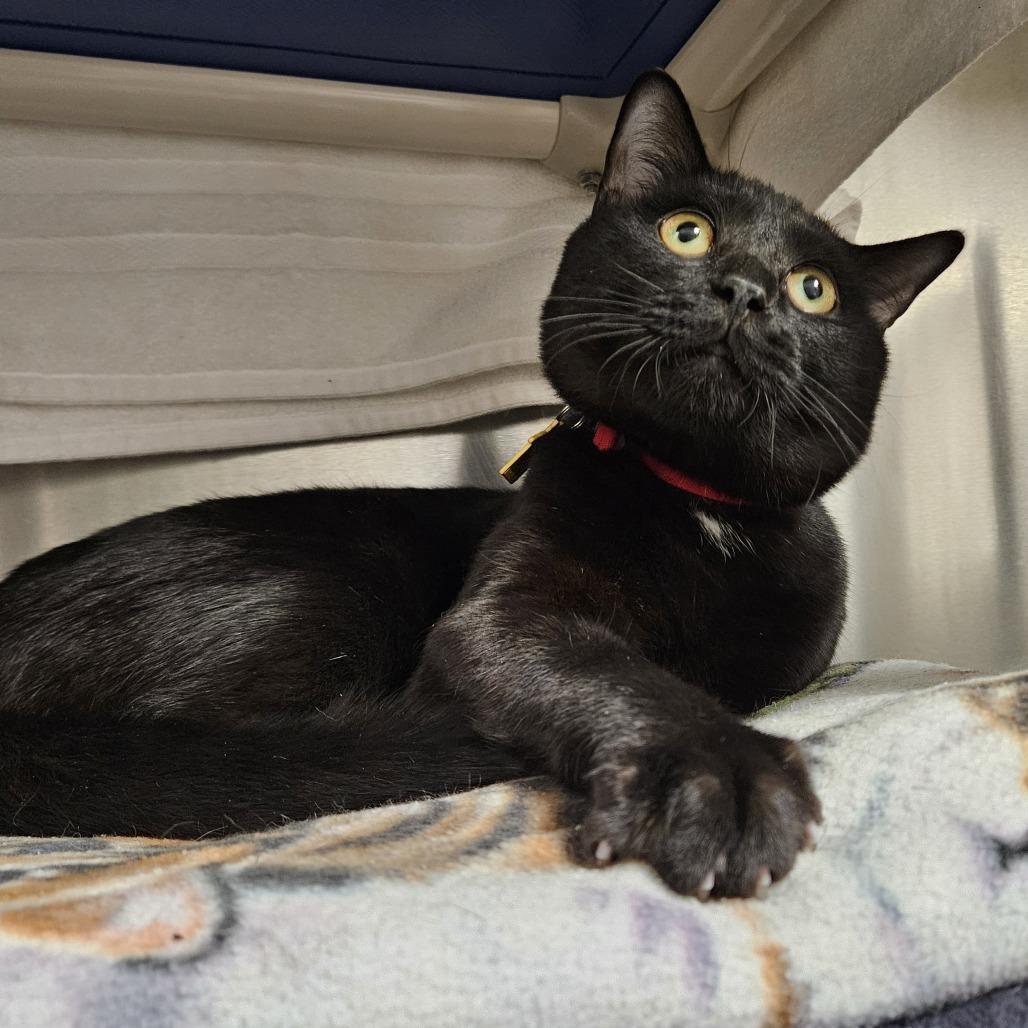 Enlarge Miso-$99, a Adoptable Domestic Short Hair in Springfield, MA image 2/6