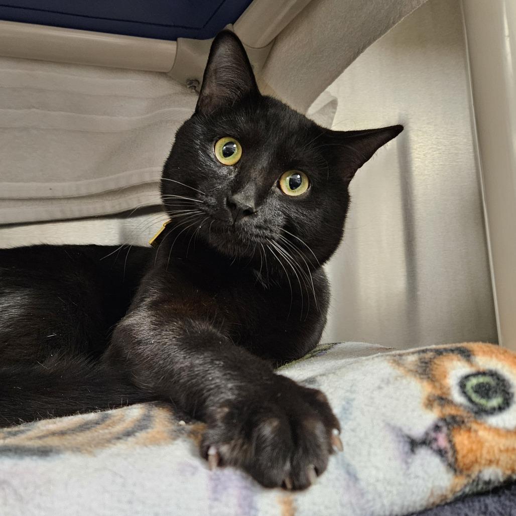 Enlarge Miso-$99, a Adoptable Domestic Short Hair in Springfield, MA image 3/6