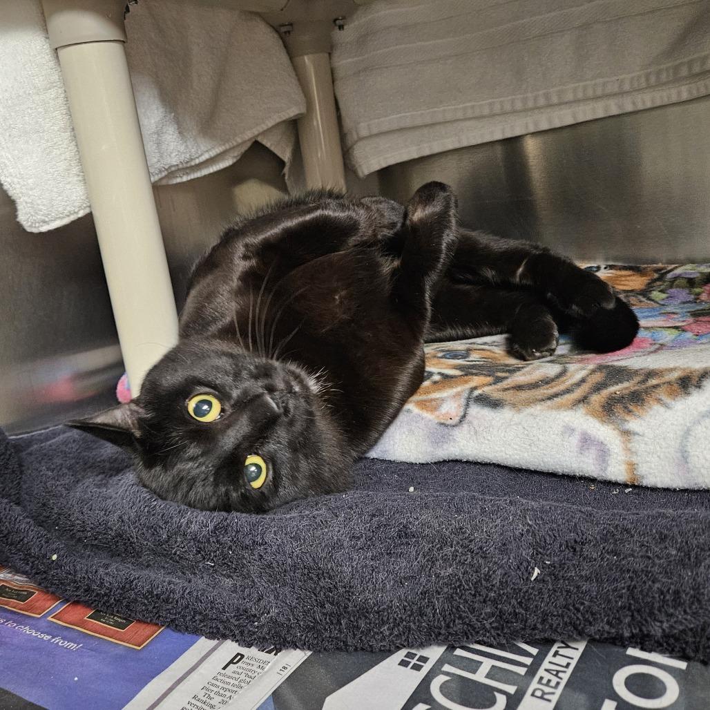 Enlarge Miso-$99, a Adoptable Domestic Short Hair in Springfield, MA image 4/6