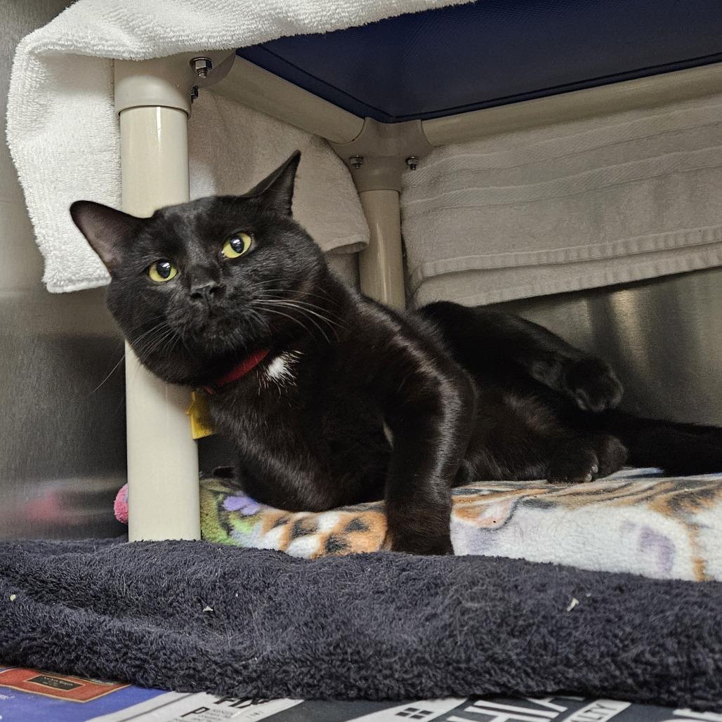 Enlarge Miso-$99, a Adoptable Domestic Short Hair in Springfield, MA image 5/6
