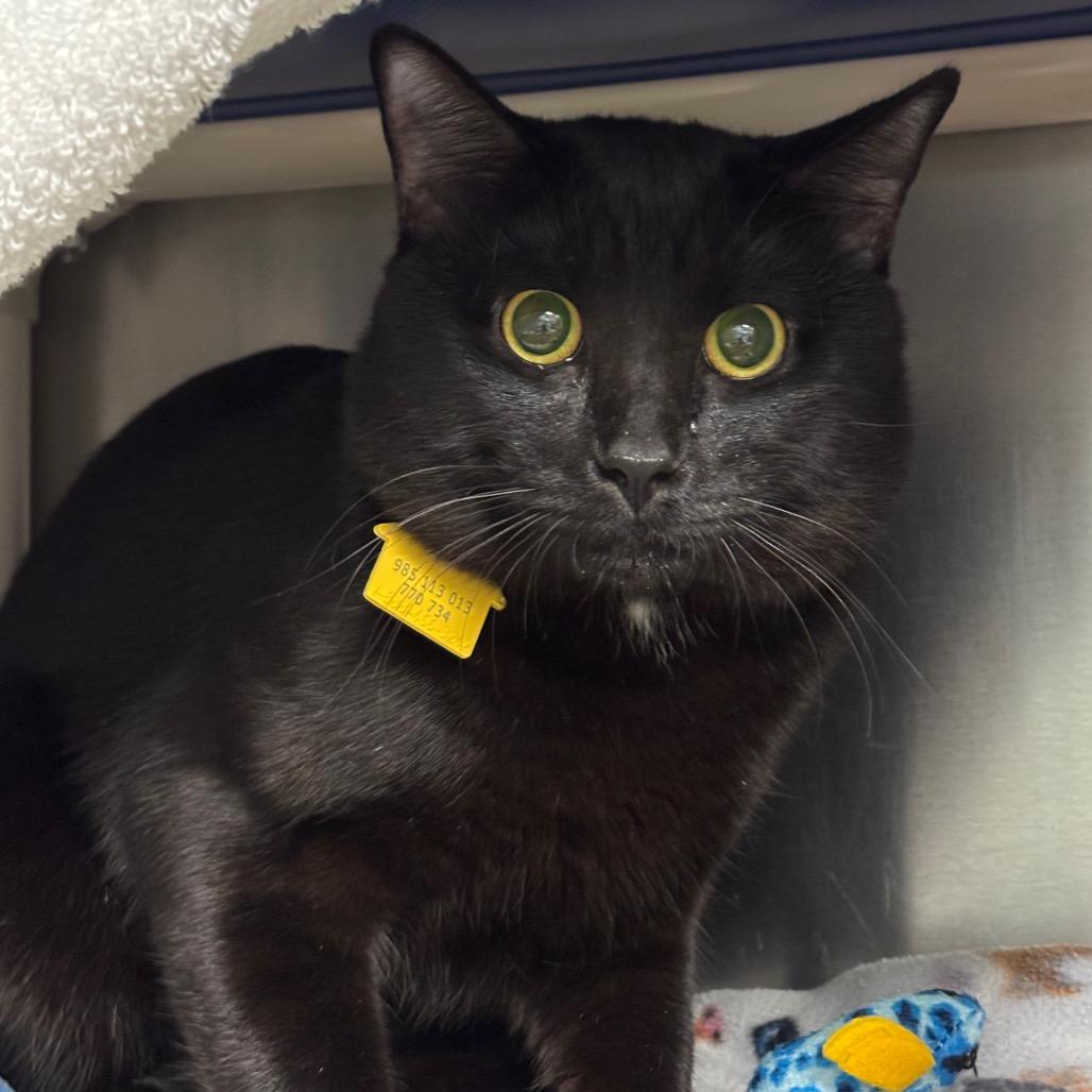 Enlarge Miso-$99, a Adoptable Domestic Short Hair in Springfield, MA image 6/6