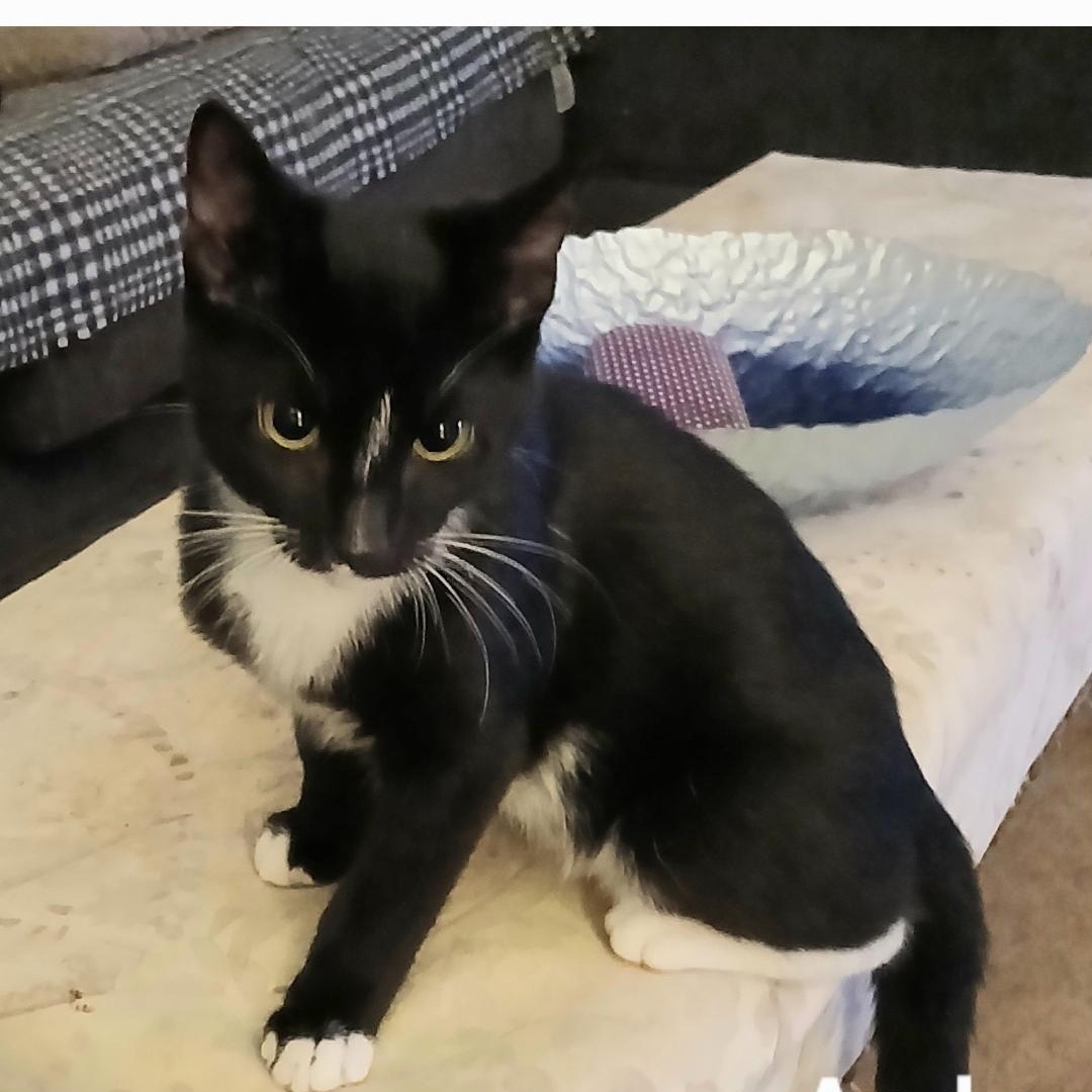 Ebenezer, ADOPTABLE, Young Male Tuxedo.
