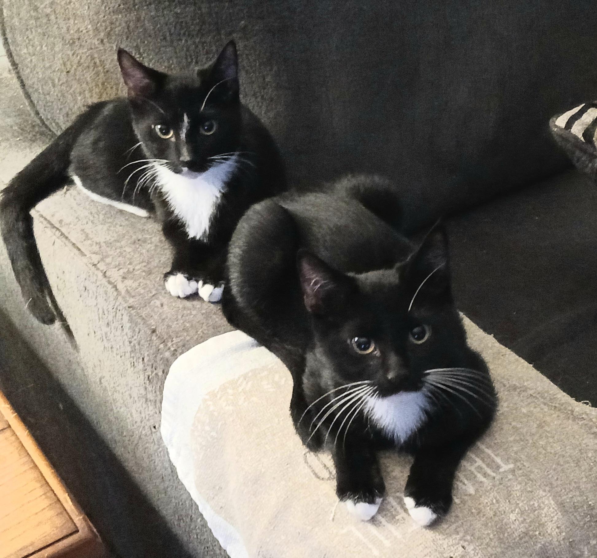 Enlarge Ebenezer, a ADOPTABLE Tuxedo in Maple Shade, NJ image 2/6