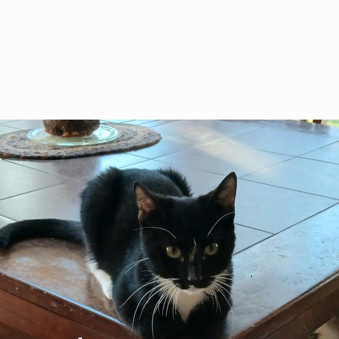 Enlarge Ebenezer, a ADOPTABLE Tuxedo in Maple Shade, NJ image 3/6