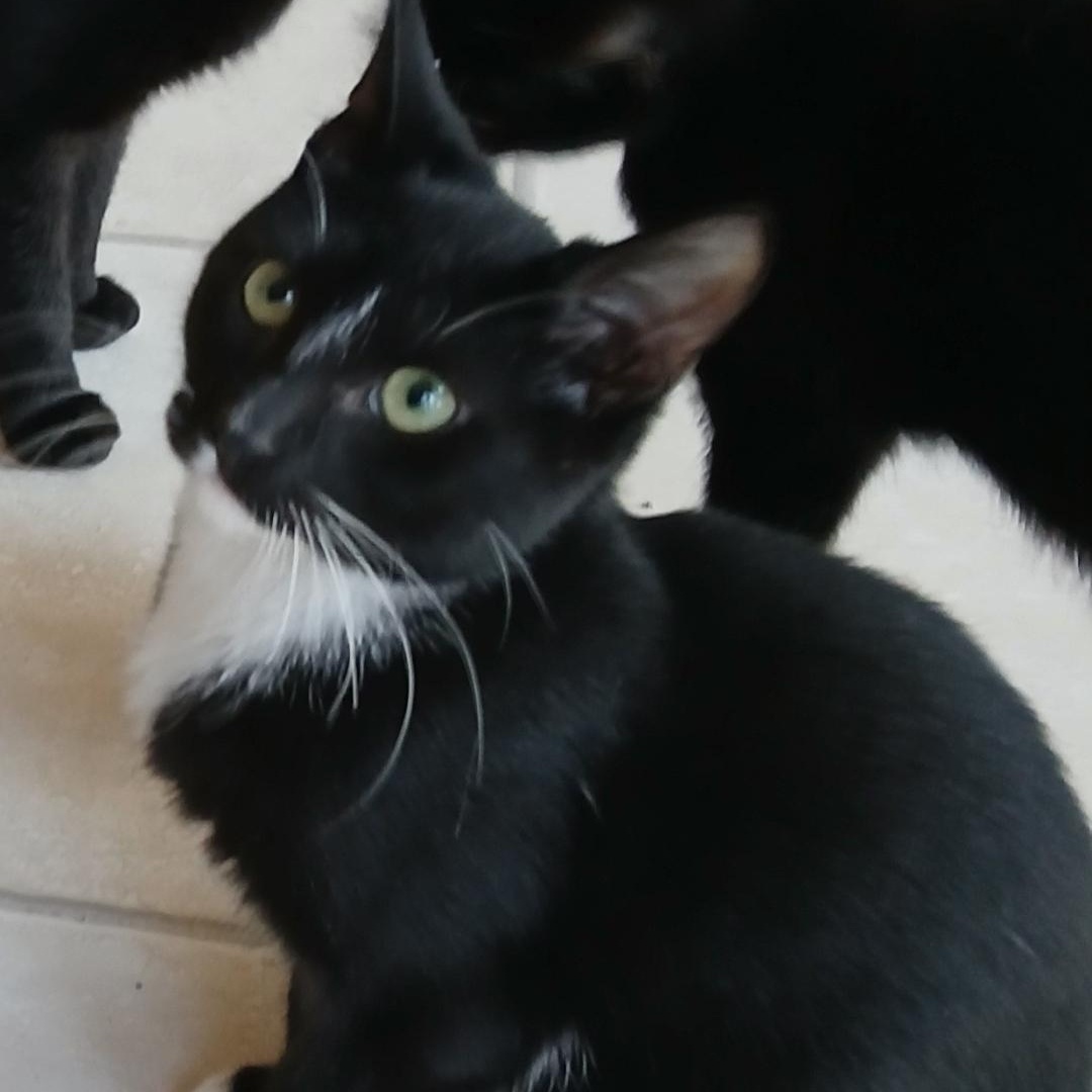 Enlarge Ebenezer, a ADOPTABLE Tuxedo in Maple Shade, NJ image 4/6