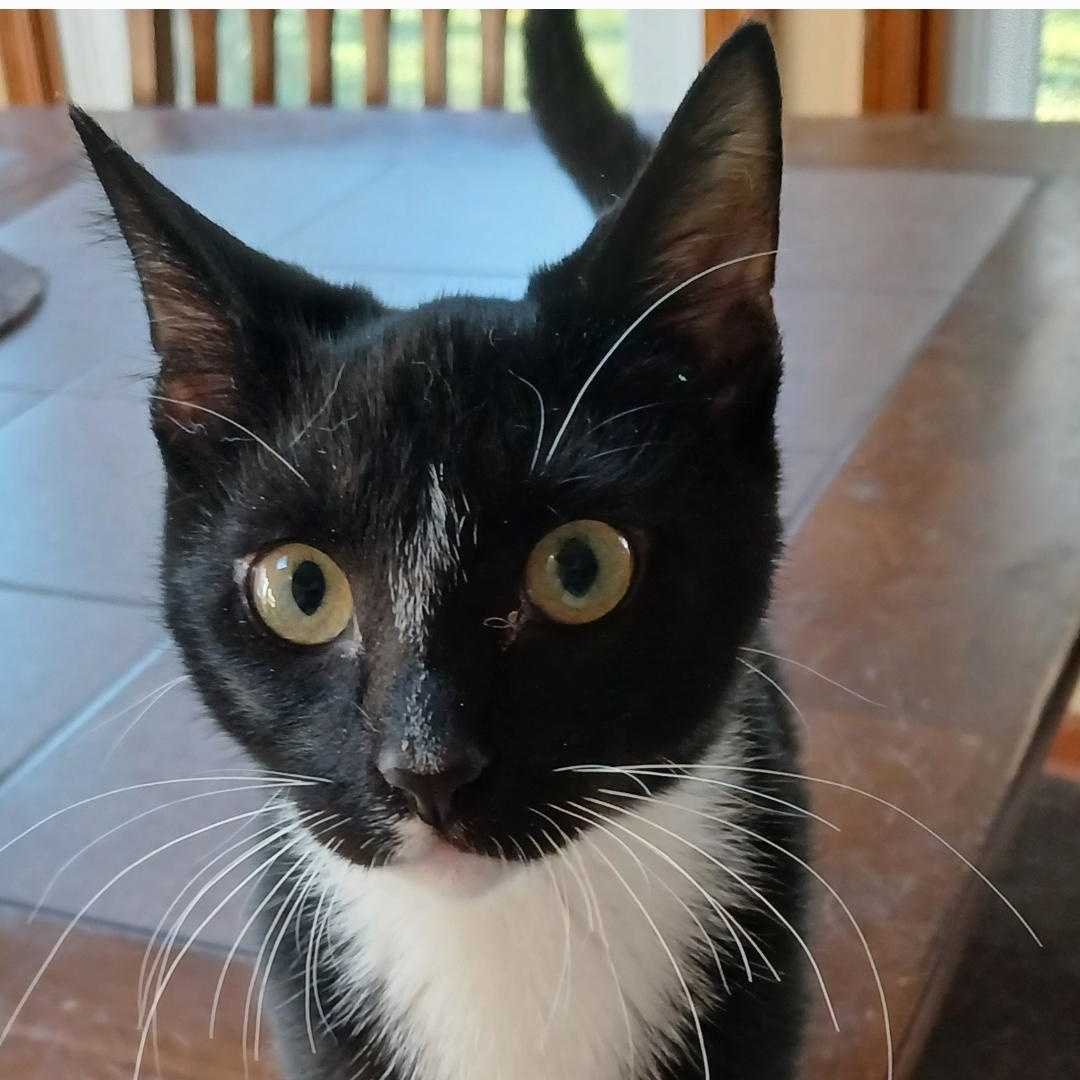 Enlarge Ebenezer, a ADOPTABLE Tuxedo in Maple Shade, NJ image 6/6