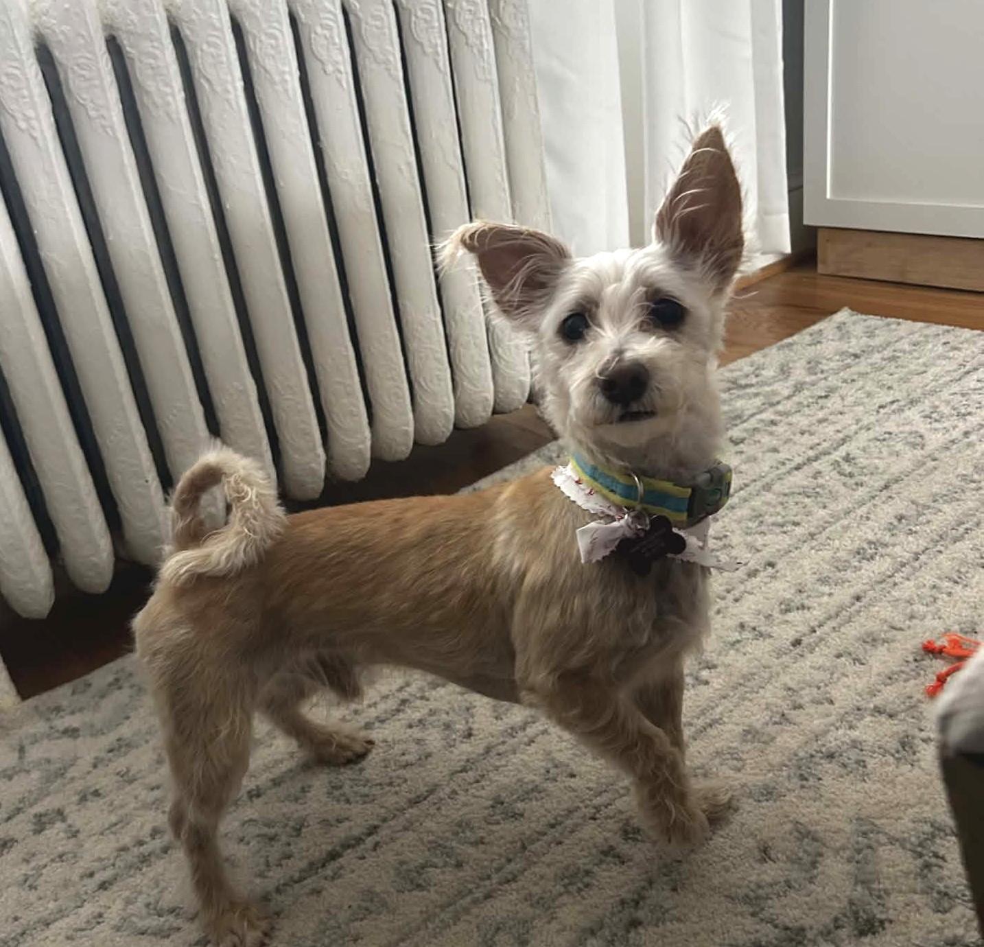 Nico, ADOPTABLE, Adult Male Terrier & Mixed Breed.