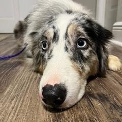 Enlarge River, an adopted Australian Shepherd in Longwood, FL image 1/1