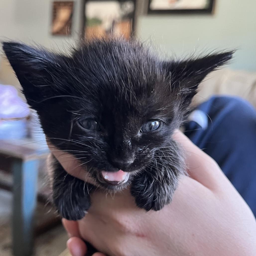 Apollo (blue), Adoptable, Kitten Male Domestic Short Hair.