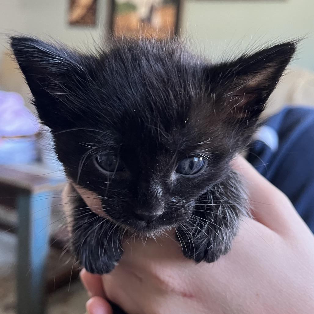 Apollo (blue), a Adoptable Domestic Short Hair in Escondido, CA image 2/6