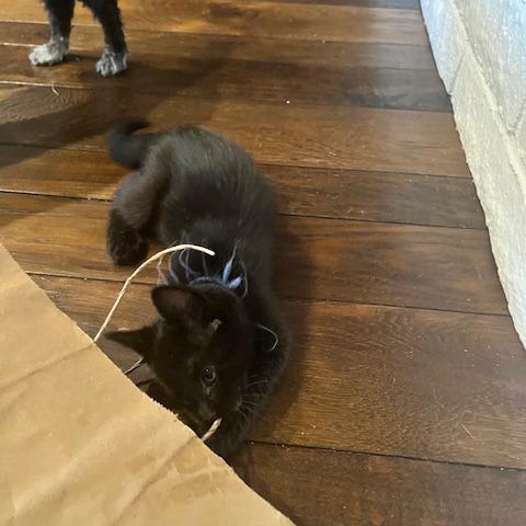 Apollo (blue), a Adoptable Domestic Short Hair in Escondido, CA image 3/6