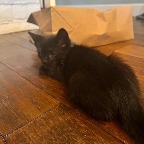 Apollo (blue), a Adoptable Domestic Short Hair in Escondido, CA image 4/6