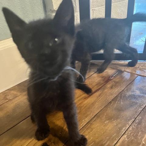 Apollo (blue), a Adoptable Domestic Short Hair in Escondido, CA image 5/6