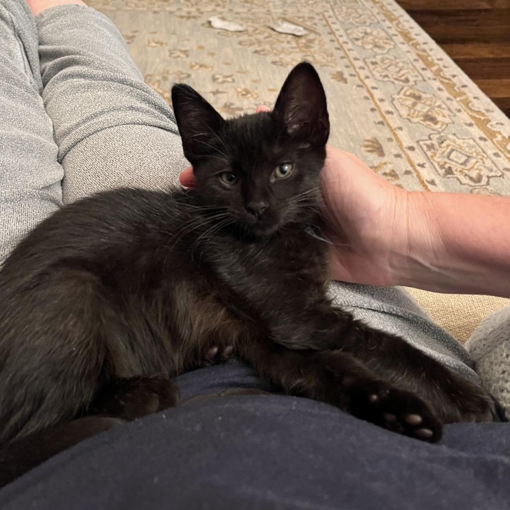 Apollo (blue), a Adoptable Domestic Short Hair in Escondido, CA image 6/6