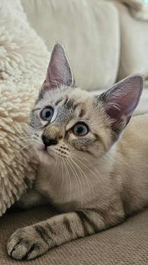 Boo (Casper), Adoptable, Kitten Female Siamese.