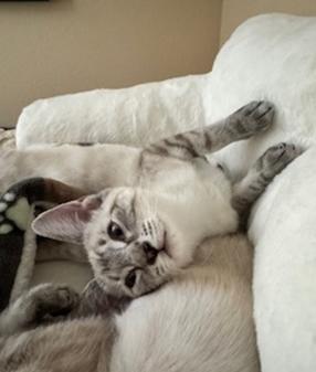 Enlarge Boo (Casper), a Adoptable mixed breed in Davis, CA image 2/3