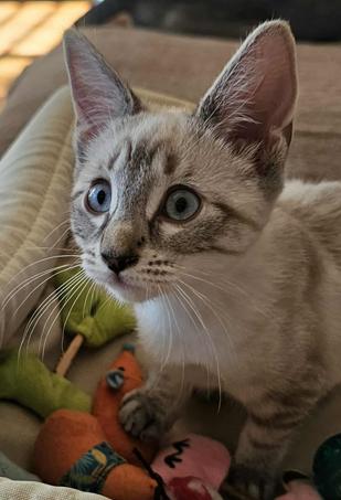 Enlarge Boo (Casper), a Adoptable mixed breed in Davis, CA image 3/3