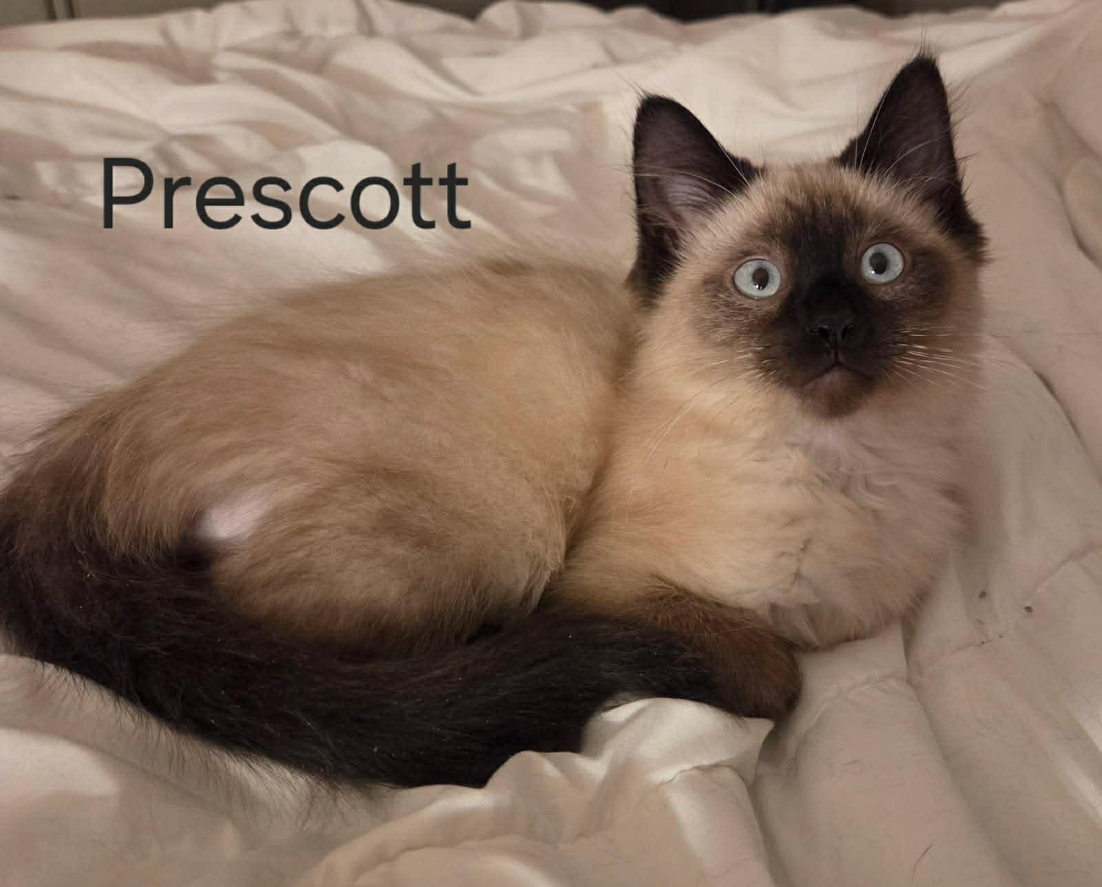 Enlarge Prescott ~ Adopted 12/20/25, an adopted mixed breed in Livonia, MI image 1/2