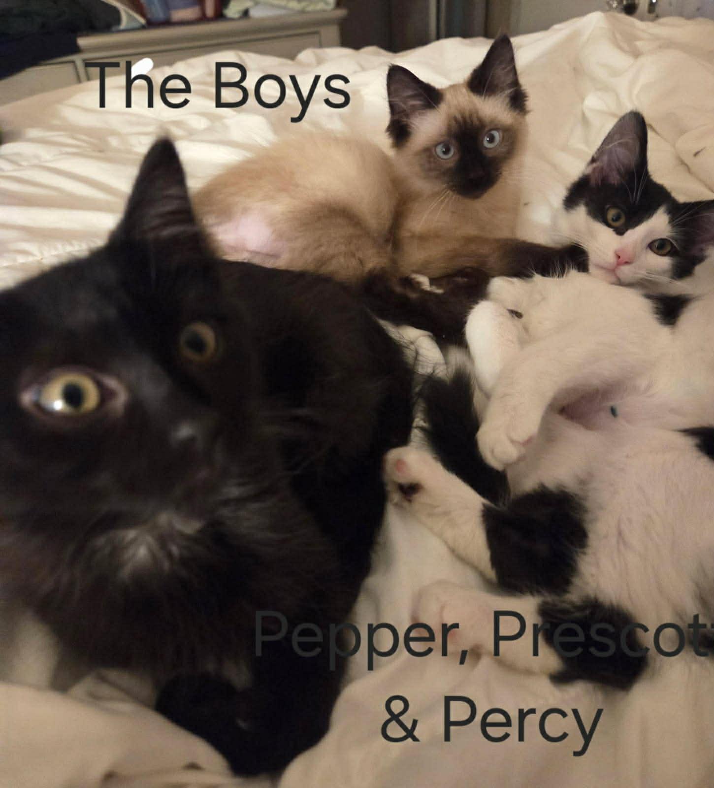 Enlarge Prescott ~ Adopted 12/20/25, an adopted mixed breed in Livonia, MI image 2/2