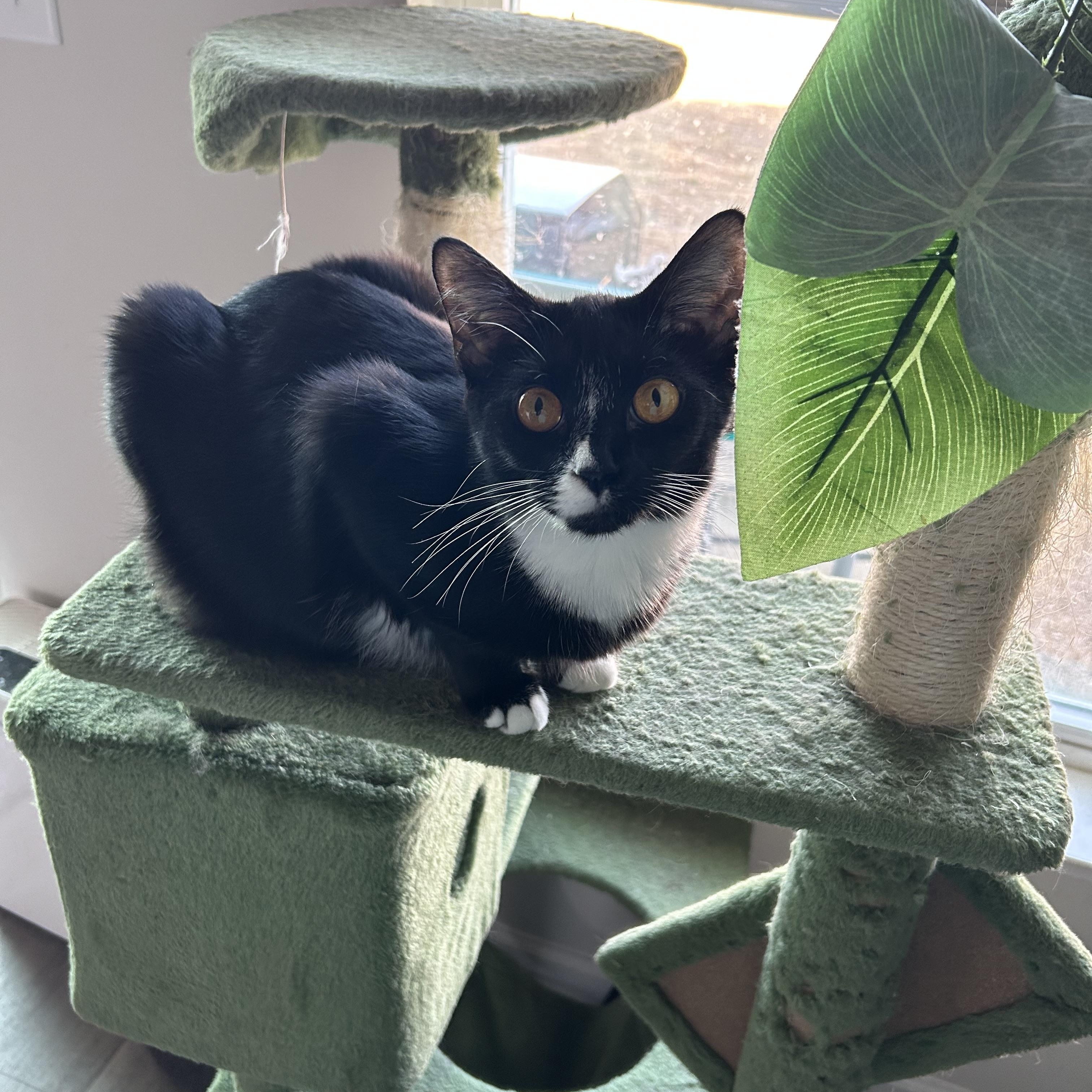 Milo Bear — thumbnail 2