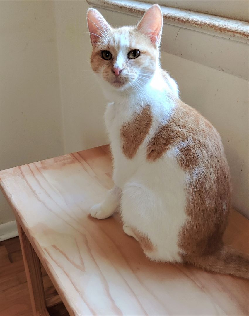 Phoenix, Adoptable, Adult Female Domestic Short Hair.