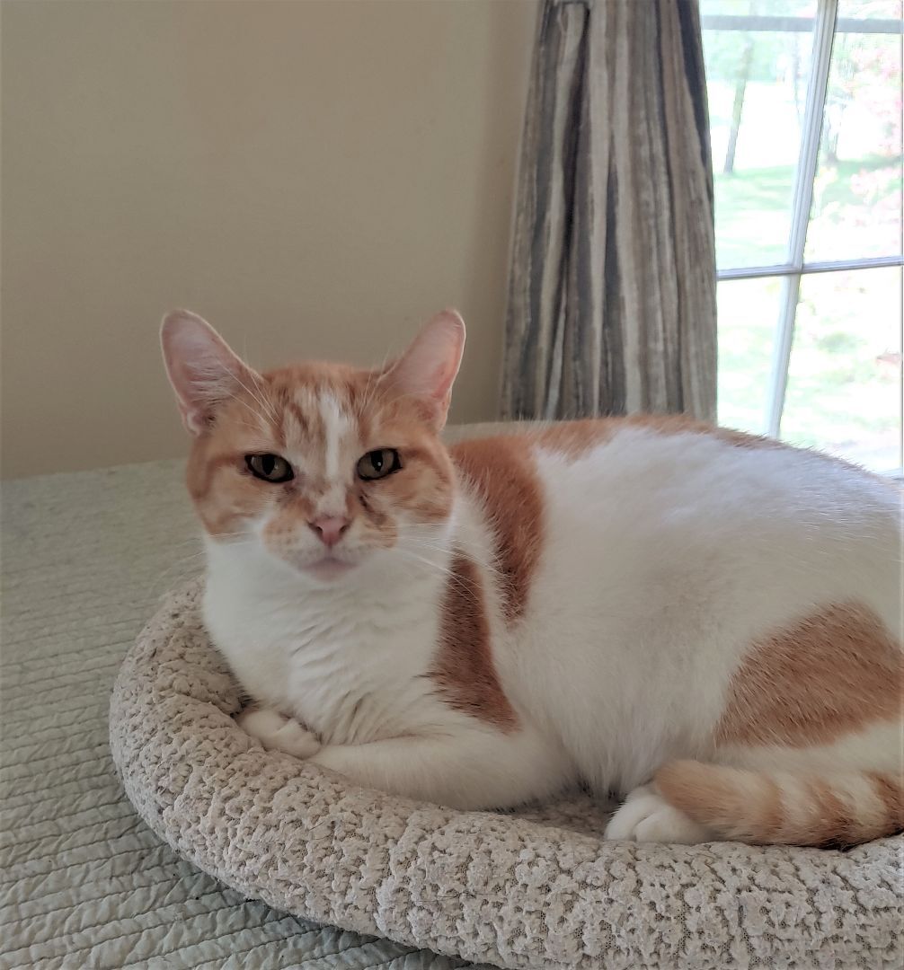 Phoenix, a Adoptable Domestic Short Hair in Wilmington, NC image 2/4