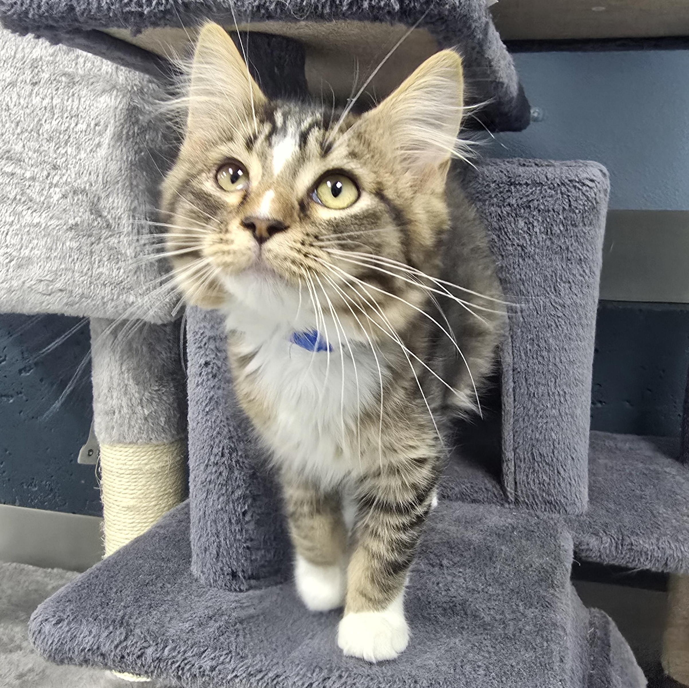 Gibbs, ADOPTABLE, Kitten Male Domestic Long Hair.