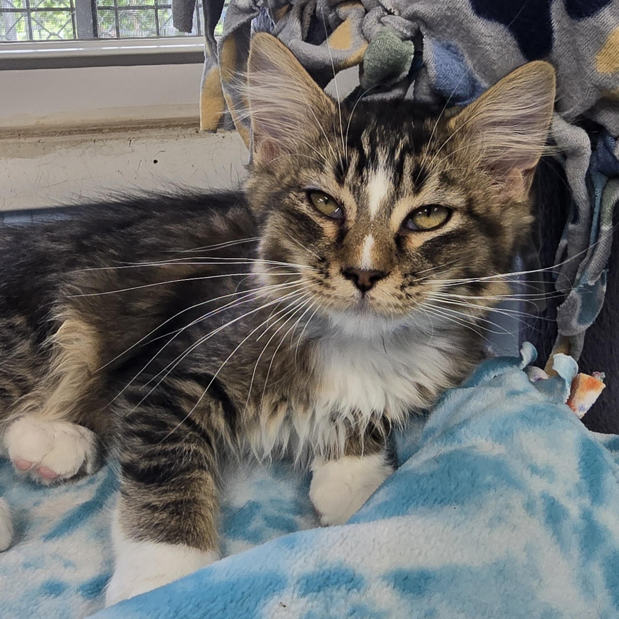 Gibbs, a ADOPTABLE Domestic Long Hair in Farmington, MO image 3/3