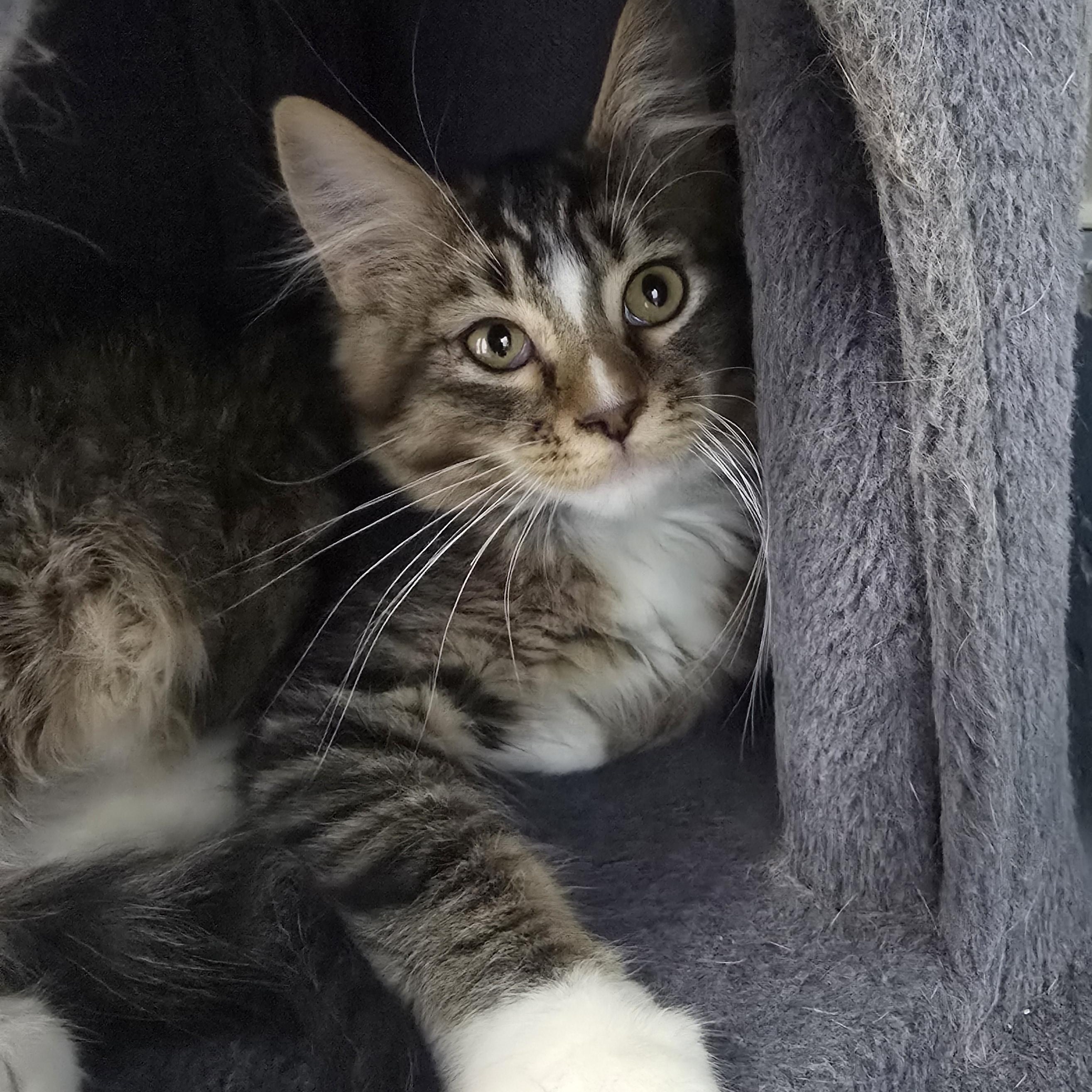 Gibbs, a ADOPTABLE Domestic Long Hair in Farmington, MO image 2/3