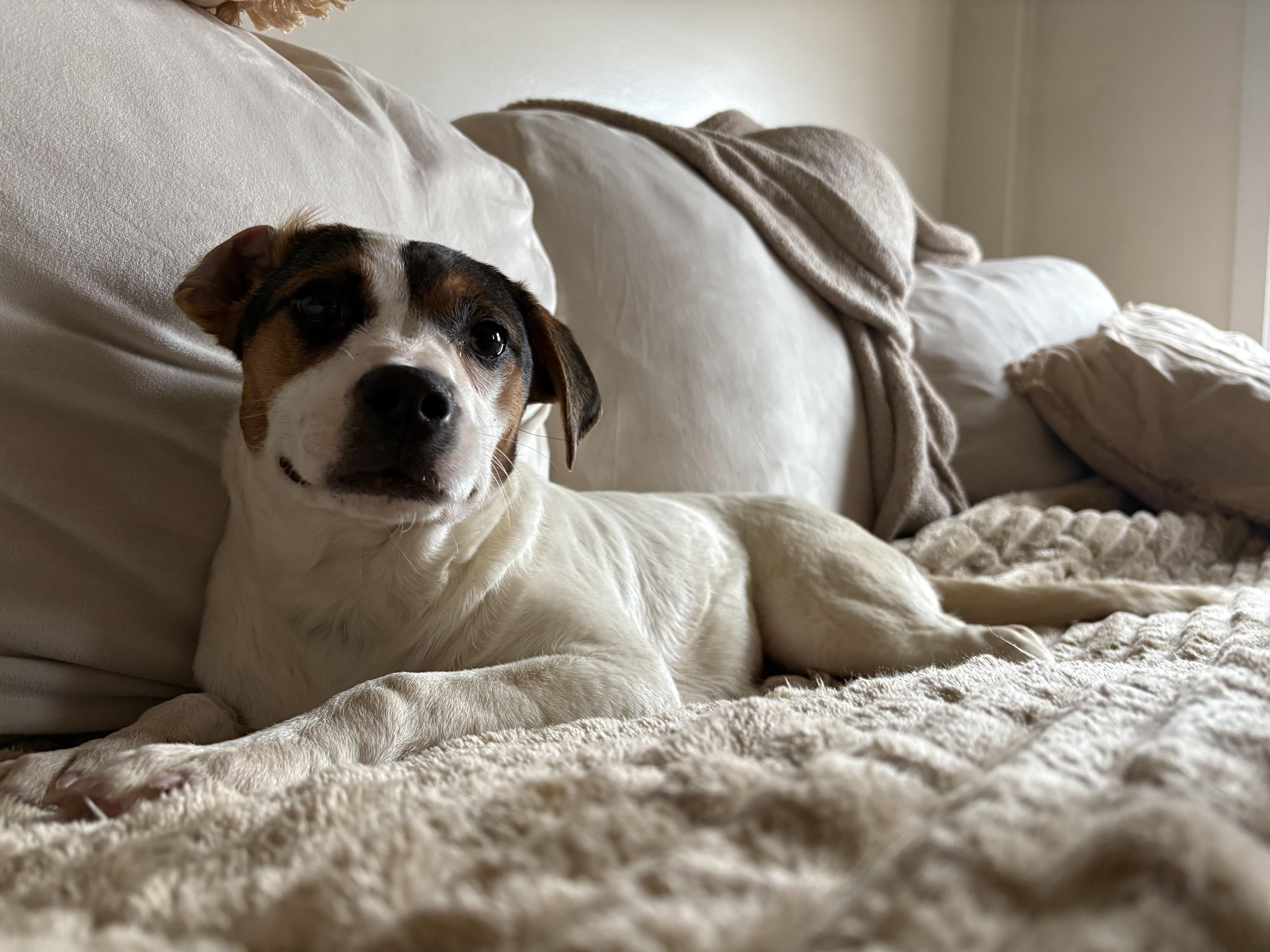 Enlarge Matilda (M Puppies), an adoptable mixed breed in Carmel, NY image 2/4