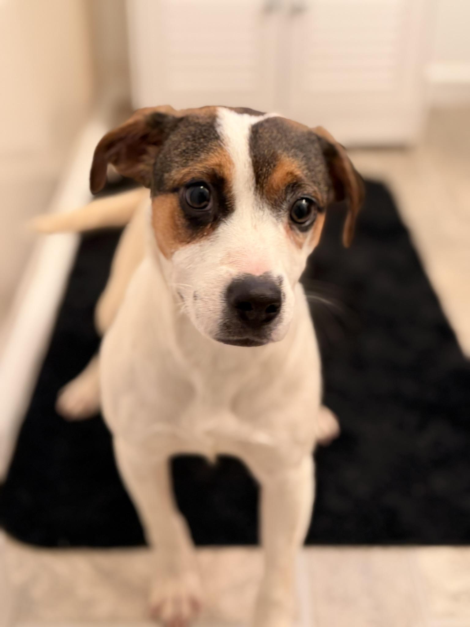 Enlarge Matilda (M Puppies), an adoptable mixed breed in Carmel, NY image 1/4