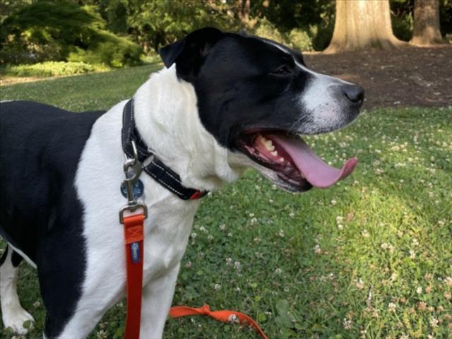 GUNTHER, Adoptable, Adult Male Pit Bull Terrier.