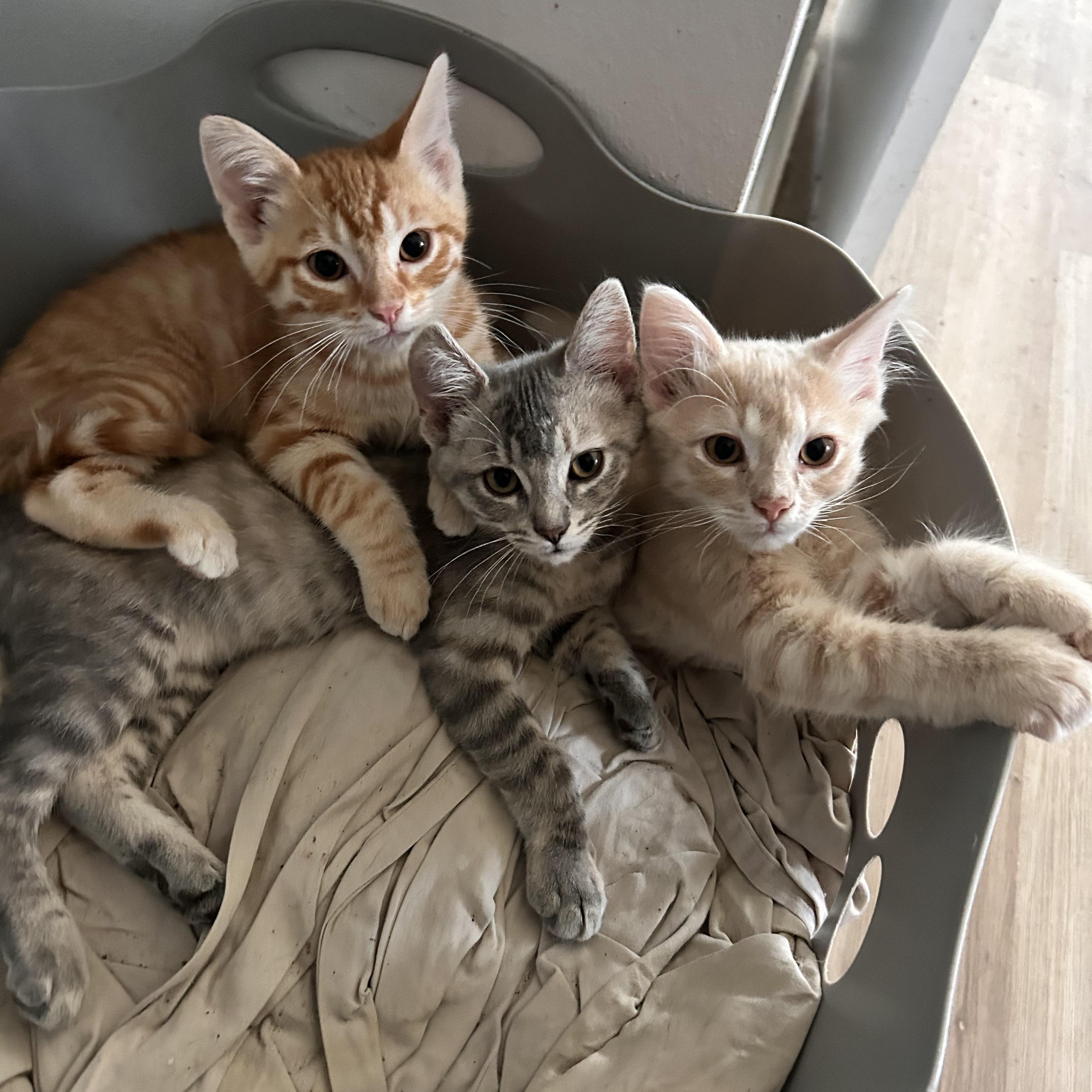 Enlarge Perry- baby kitten, an adopted Domestic Short Hair in New Orleans, LA image 1/2