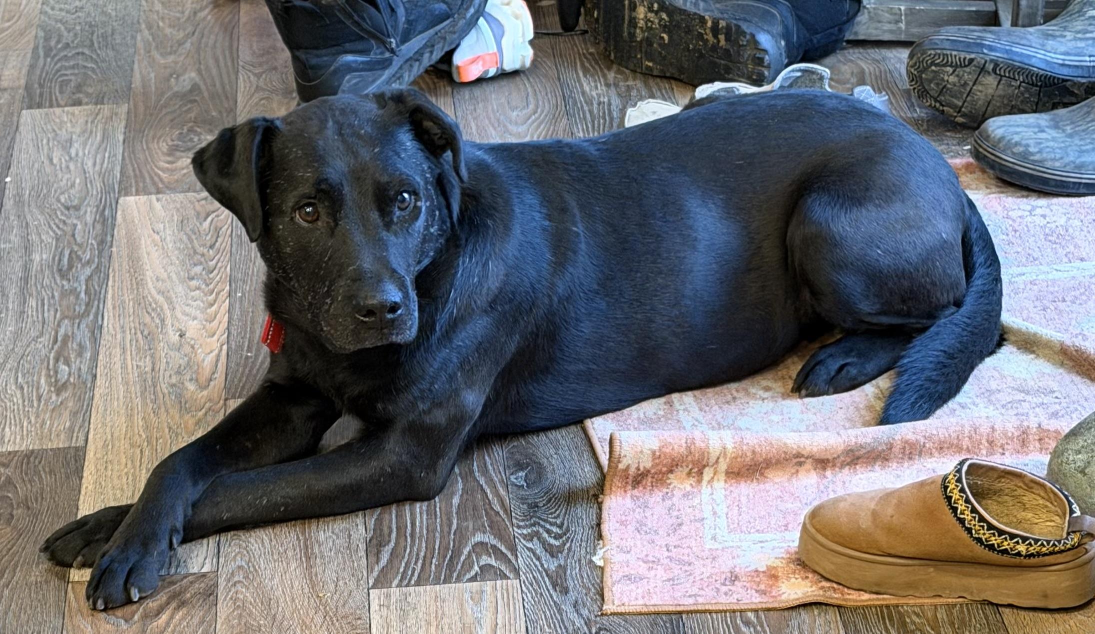 Major — thumbnail 5