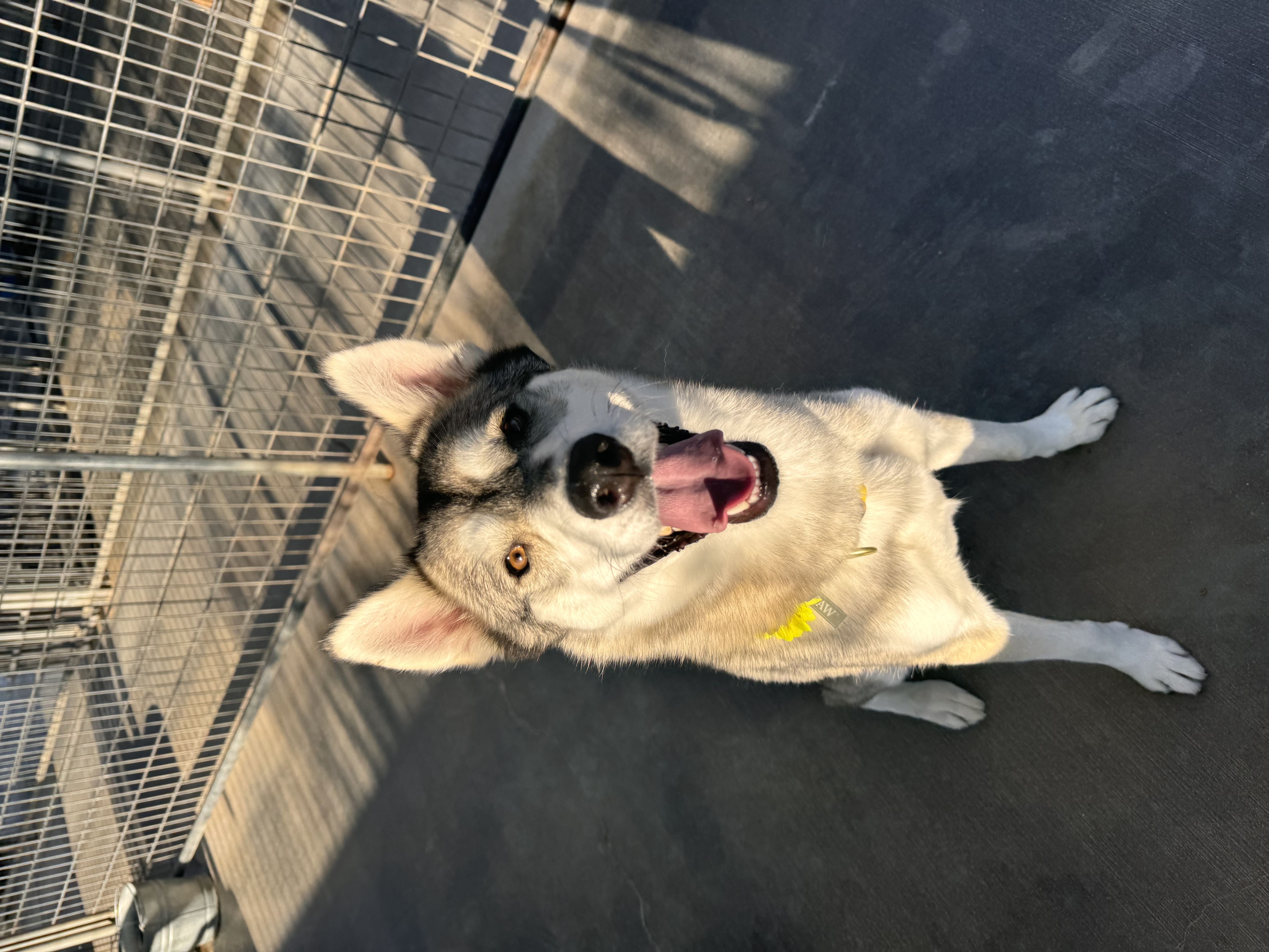 Dog for adoption Zoe, a Siberian Husky in Littlerock, CA Petfinder