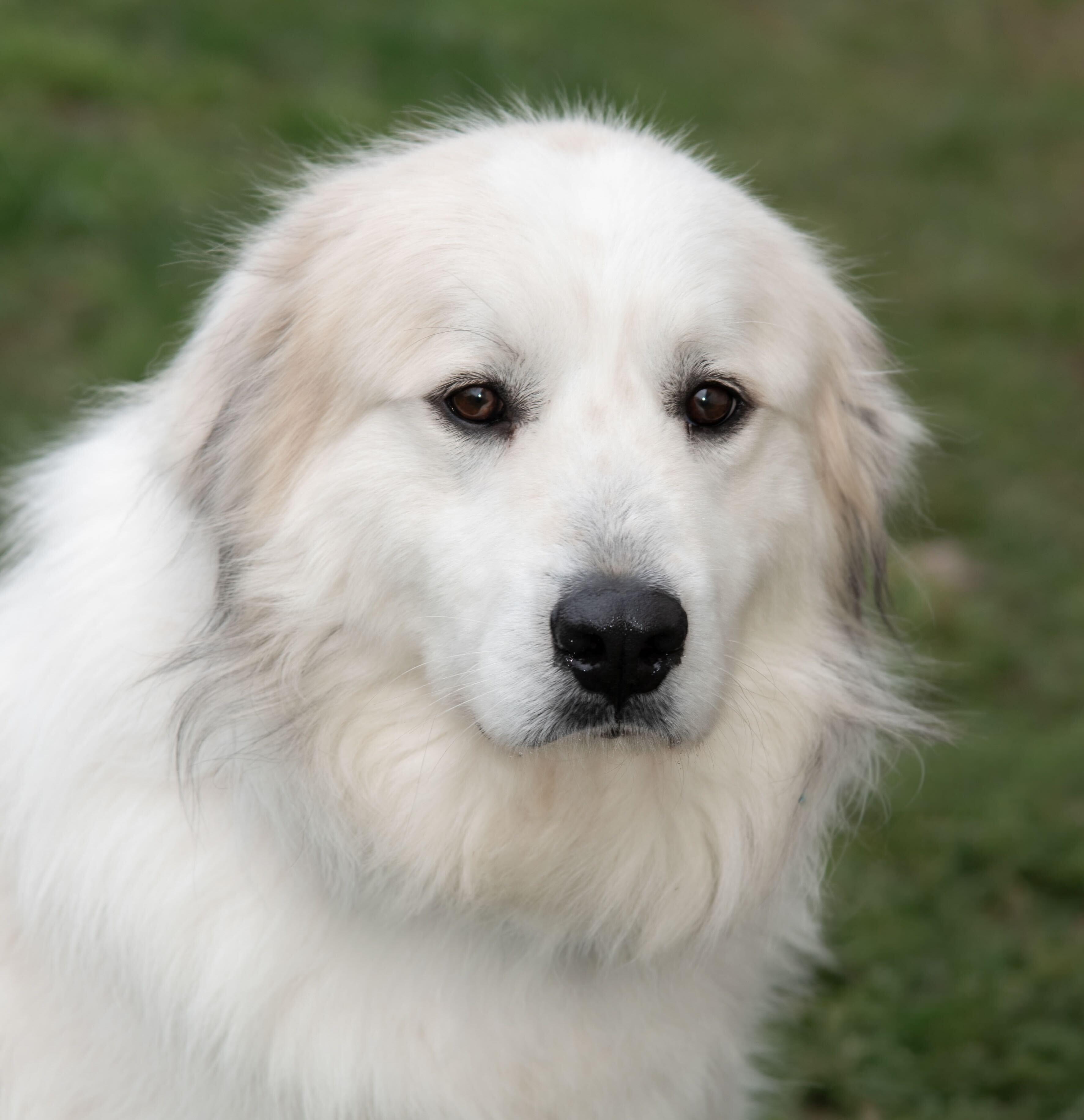 Fernando — thumbnail 3