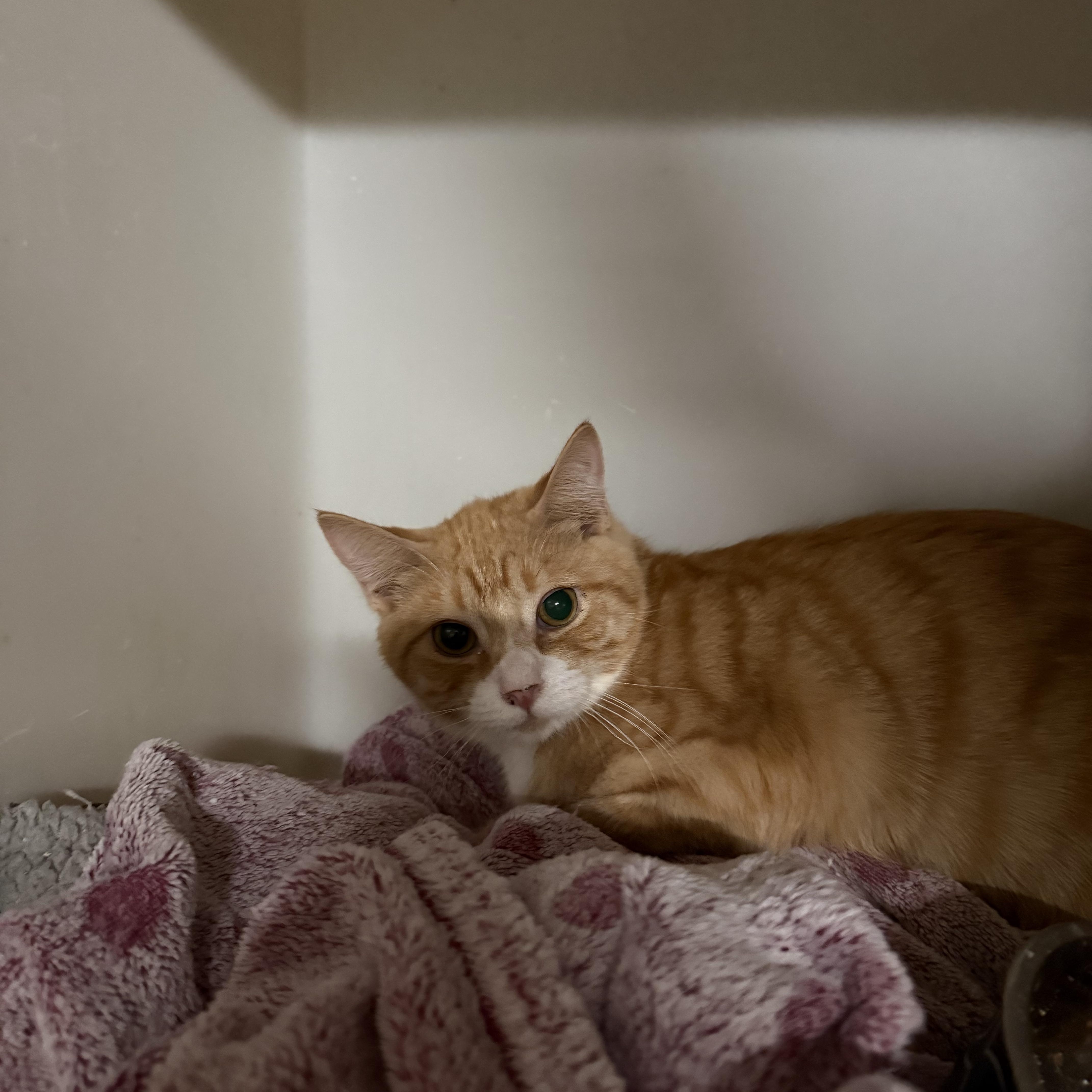 POKEY, adopted, Young Male Domestic Short Hair.