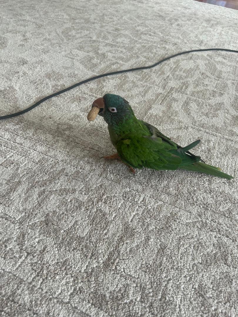 Dali, Adopted, Senior Male Conure.