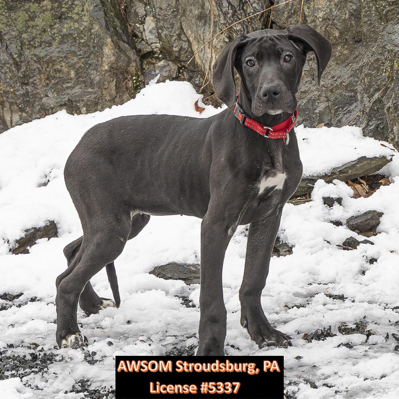 Bounty, a Adoptable mixed breed in Stroudsburg, PA image 2/3