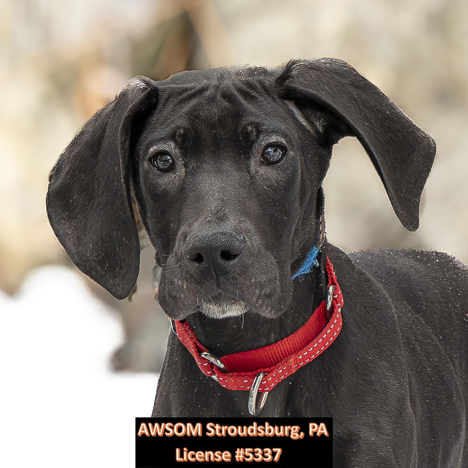 Bounty, Adoptable, Puppy Female Great Dane.