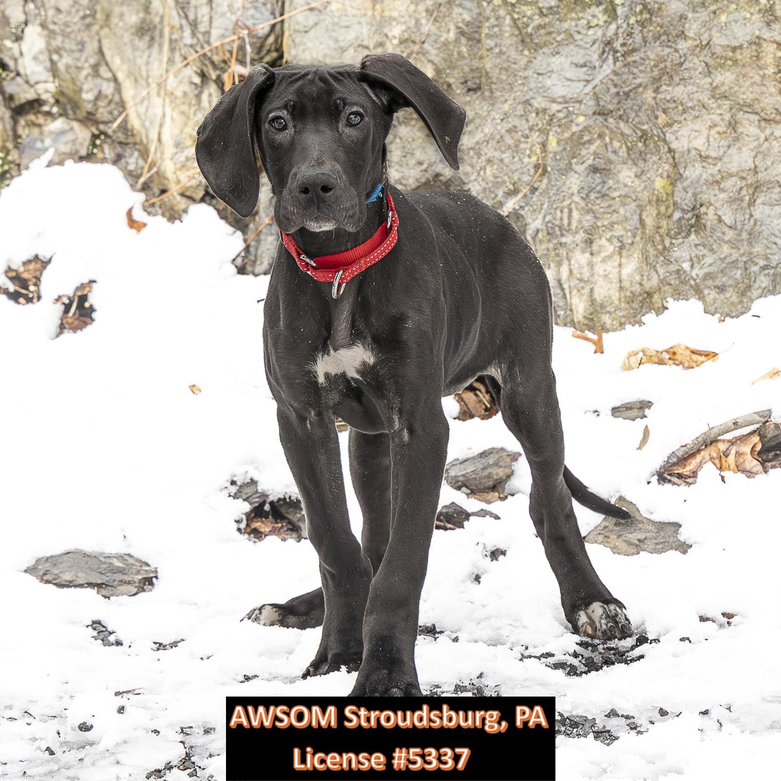 Bounty, a Adoptable mixed breed in Stroudsburg, PA image 3/3