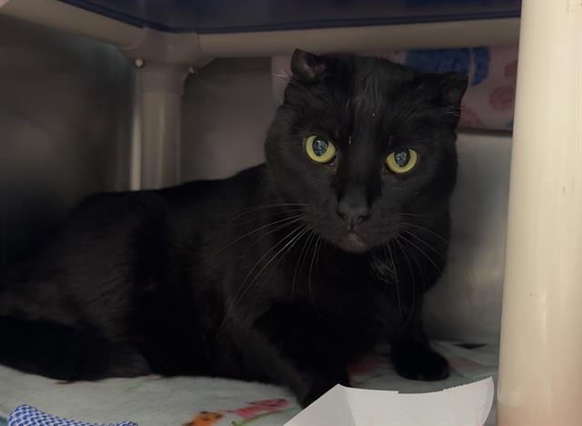 BAGHEERA, Adoptable, Adult Male Domestic Short Hair.