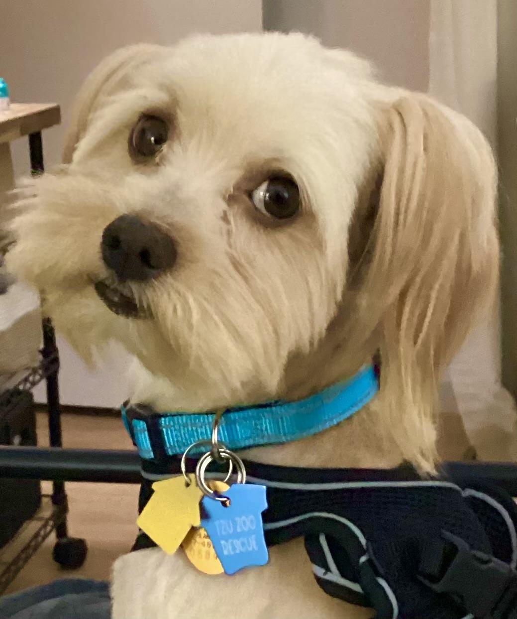 Enlarge Rolo Collins, a Adoptable mixed breed in Plano, TX image 1/2