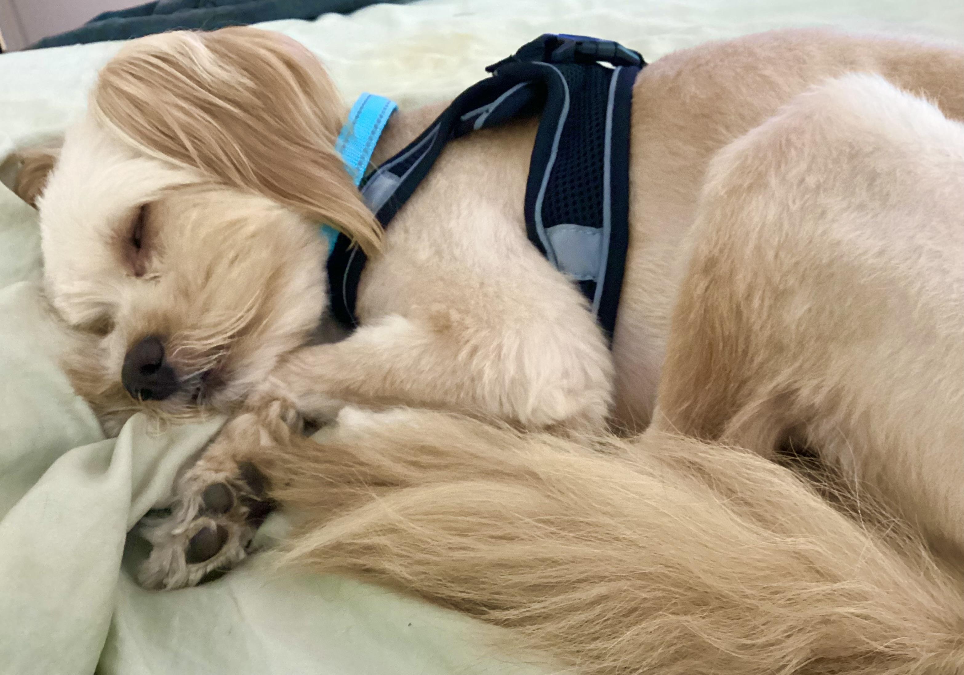 Enlarge Rolo Collins, a Adoptable mixed breed in Plano, TX image 2/2