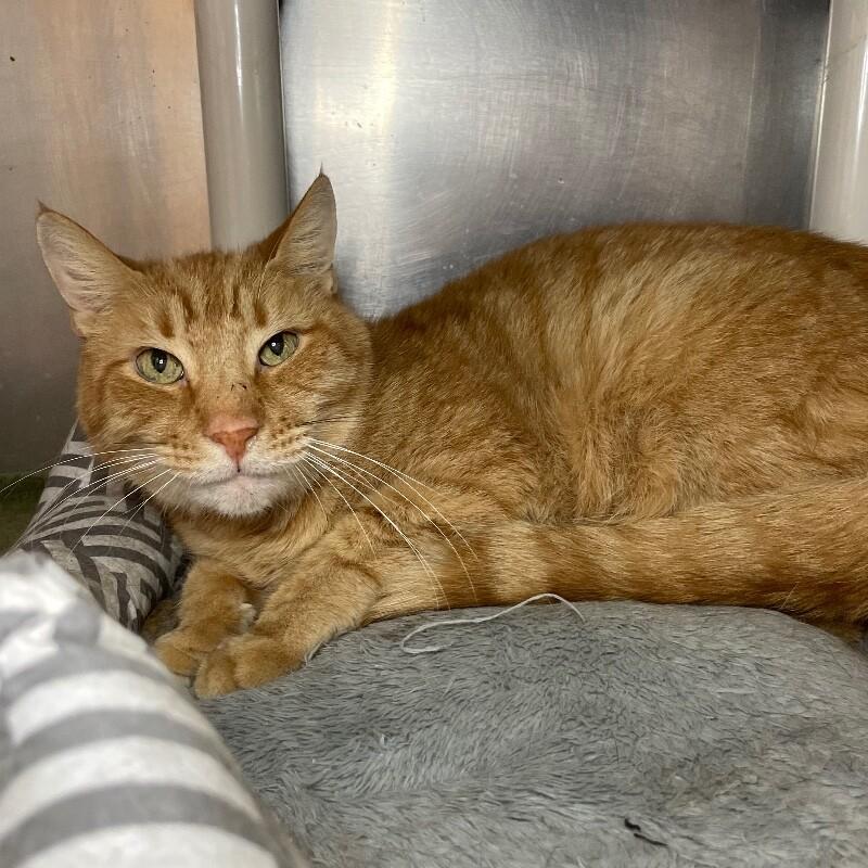 Felix, Adoptable, Senior Male Domestic Short Hair.